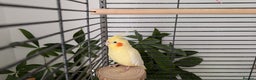 Cockatiels birds for sale: Tame lutino cockatiel London  - Advert 1