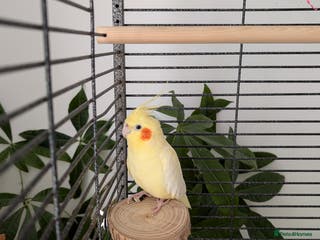 Cockatiels birds Tame lutino cockatiel London - Advert 1