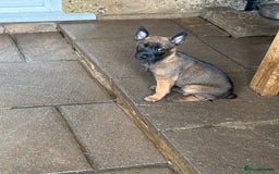 Belgian Shepherd Dog dogs for sale: 9 Belgian malinois puppies 🧬‼️ - Image 12