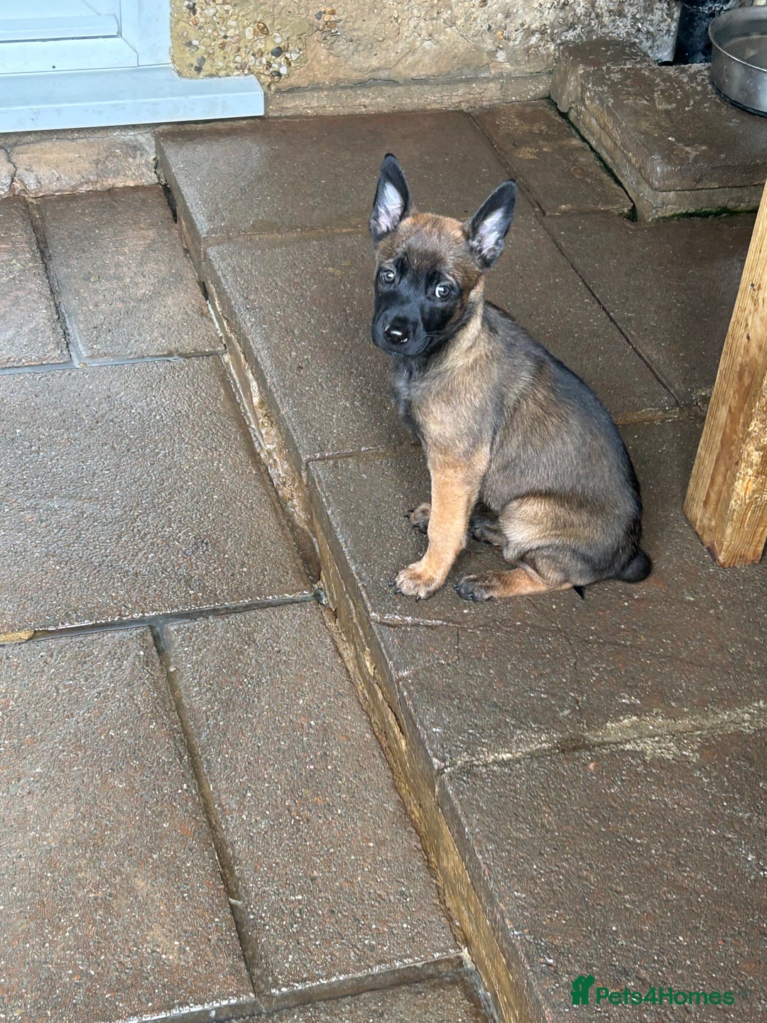 Belgian Shepherd Dog dogs for sale: 9 Belgian malinois puppies 🧬‼️ - Image 12