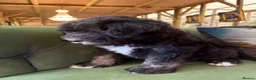 Sheepadoodle dogs for sale: Midi Sheepadoodle READY NOW - Advert 4