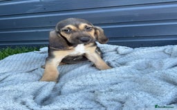 Bloodhound dogs for sale: Beautiful bloodhound puppies  - Image 4