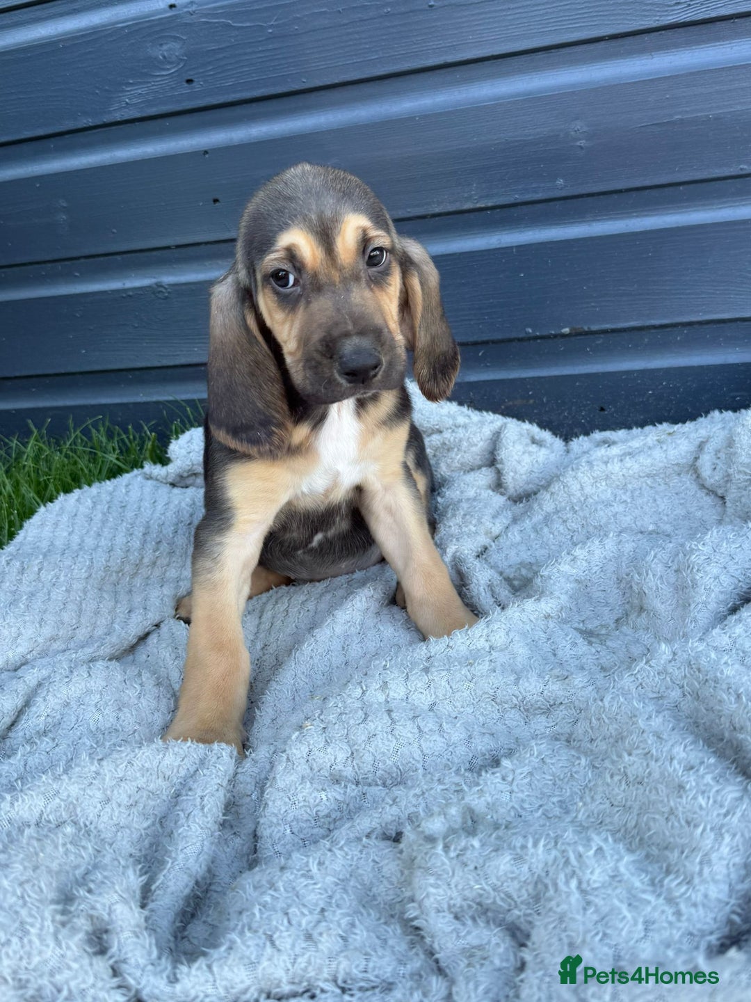 Bloodhound dogs for sale: Beautiful bloodhound puppies  - Image 4