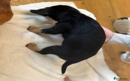 Mixed Breed dogs for sale: Beautiful miniature dash X Maltese  - Image 3