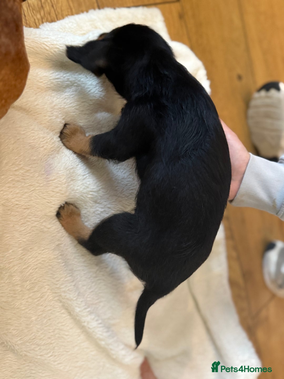 Mixed Breed dogs for sale: Beautiful miniature dash X Maltese  - Image 3