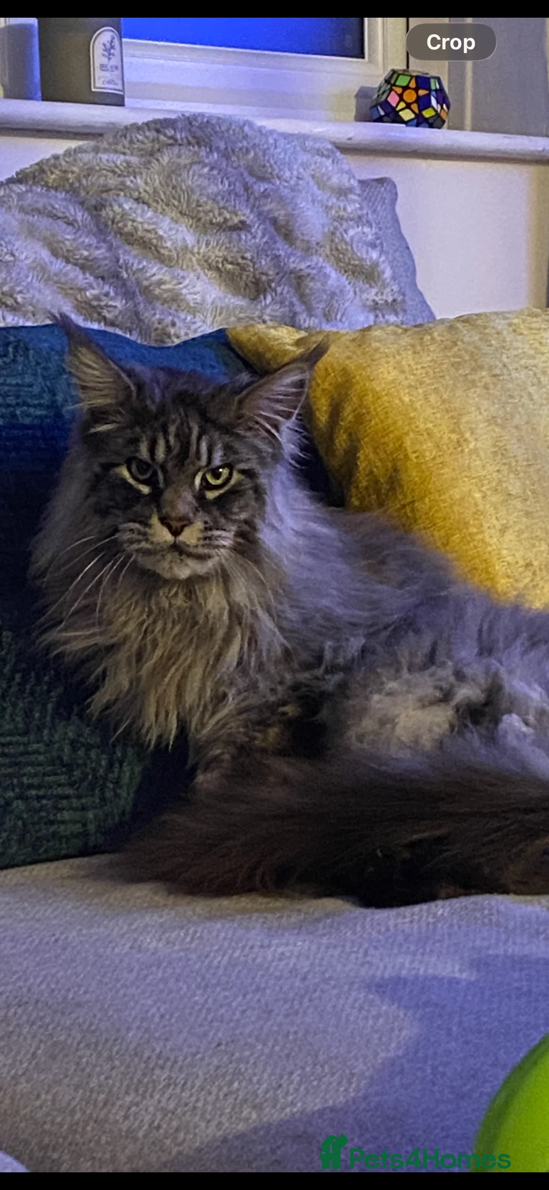 Maine Coon cats for sale: Black Silver Maine Coon - WCF Registered - Advert 3