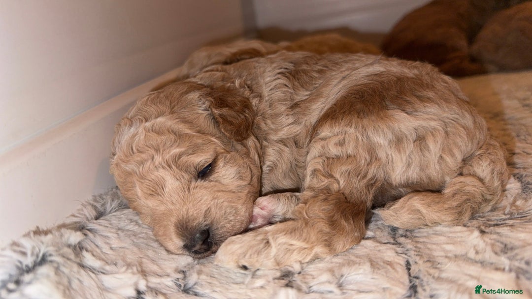 Poochon dogs for sale: Toy Poochons  - Advert 4