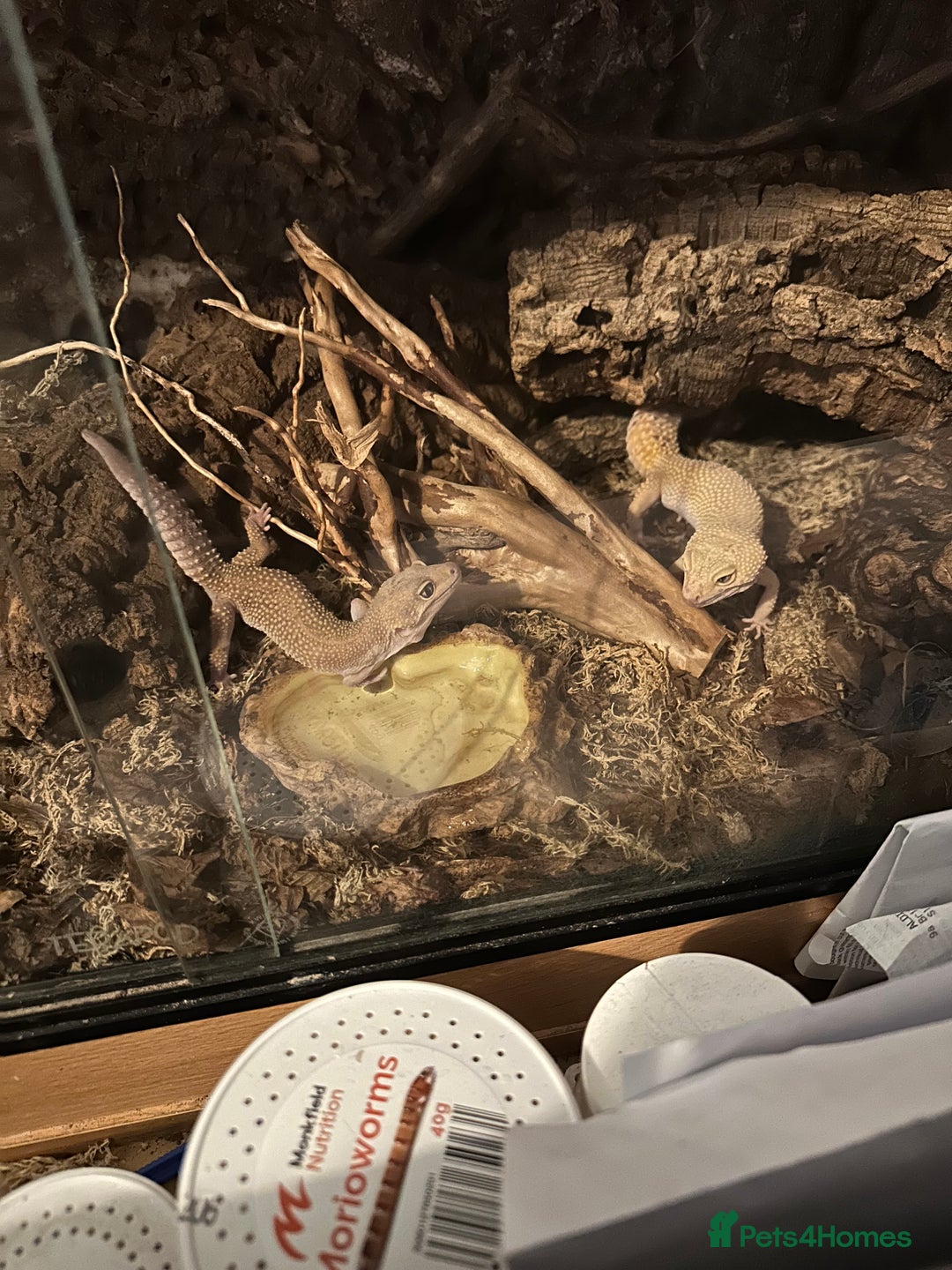 Leopard Gecko reptiles for sale: 2 leopard geckos and vivarium for sale  - Image 7