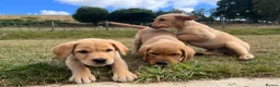 Goldador dogs for sale: Beautiful Goldador Puppies - Advert 7