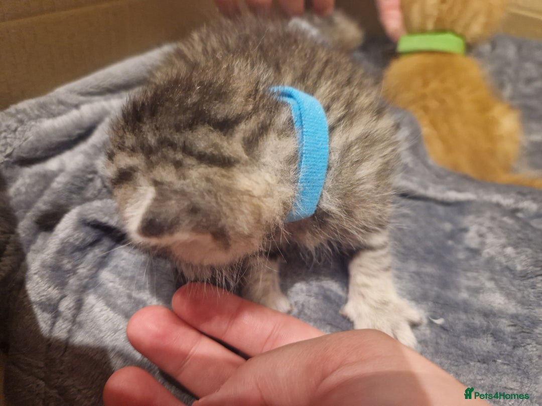 Mixed Breed cats for sale: Beautiful Kittens Available ✨️ in ELY - Image 13