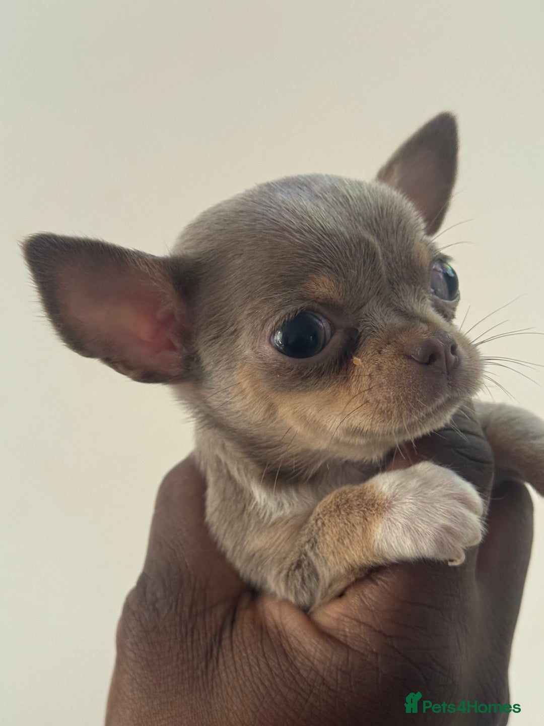 Chihuahua dogs for sale: Stunning chihuahua puppies  - Image 14