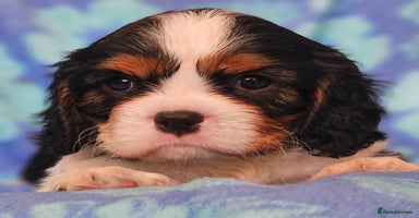 Cavalier King Charles Spaniel dogs - Advert 2
