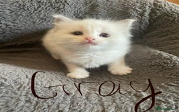 Ragdoll cats for sale: 6 Adorable Ragdoll kittens  - Image 5