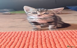 Bengal cats for sale: Mixed bengal kittens   - Image 28