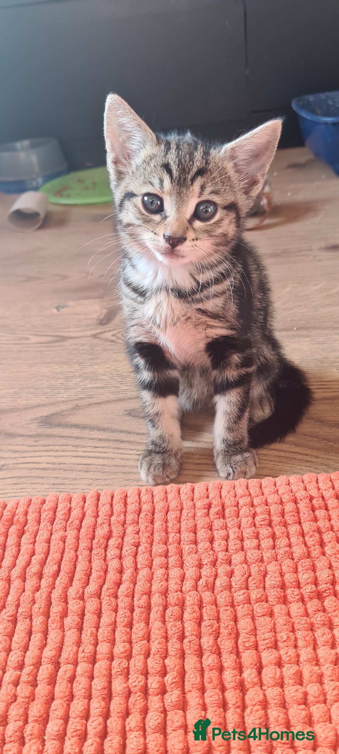 Bengal cats for sale: Mixed bengal kittens   - Image 28
