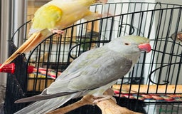 Ringnecks birds for sale: Beautiful Mixed Coloured Ringneck with Large cage  - Image 2