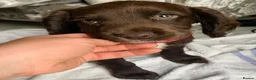 Sprocker dogs for sale: Sprocker puppies  - Advert 14