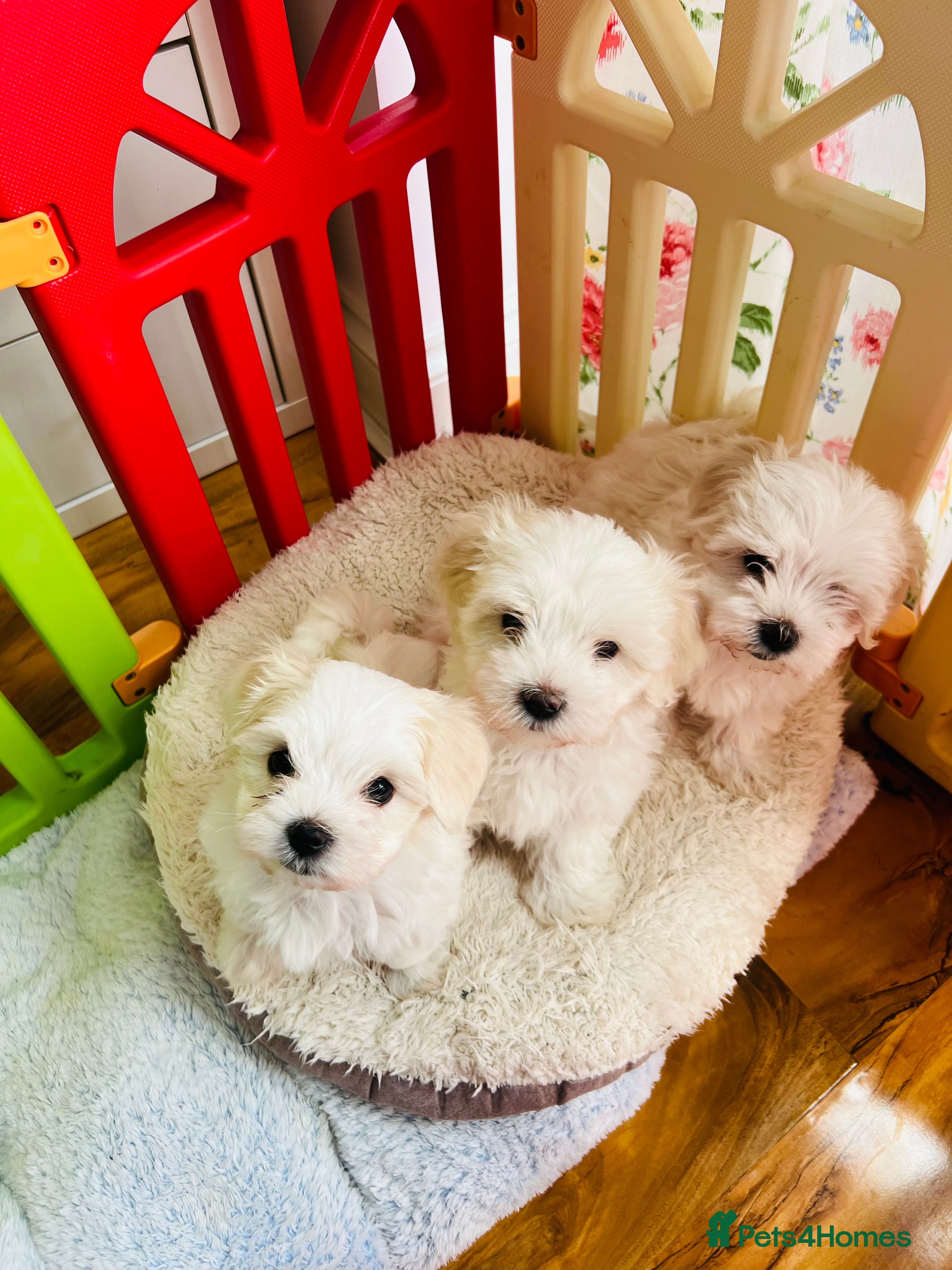 Maltese dogs Bichon Maltese puppies for sale - Advert 2