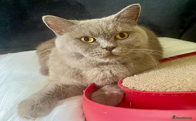 British Shorthair cats - Advert 5