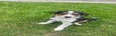 Mixed Breed Puppy 4