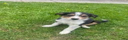 Mixed Breed dogs for sale: Collie cross puppies  - Advert 9