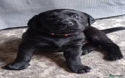 Labrador Retriever dogs for sale: Beautiful black Labrador puppies  - Image 7