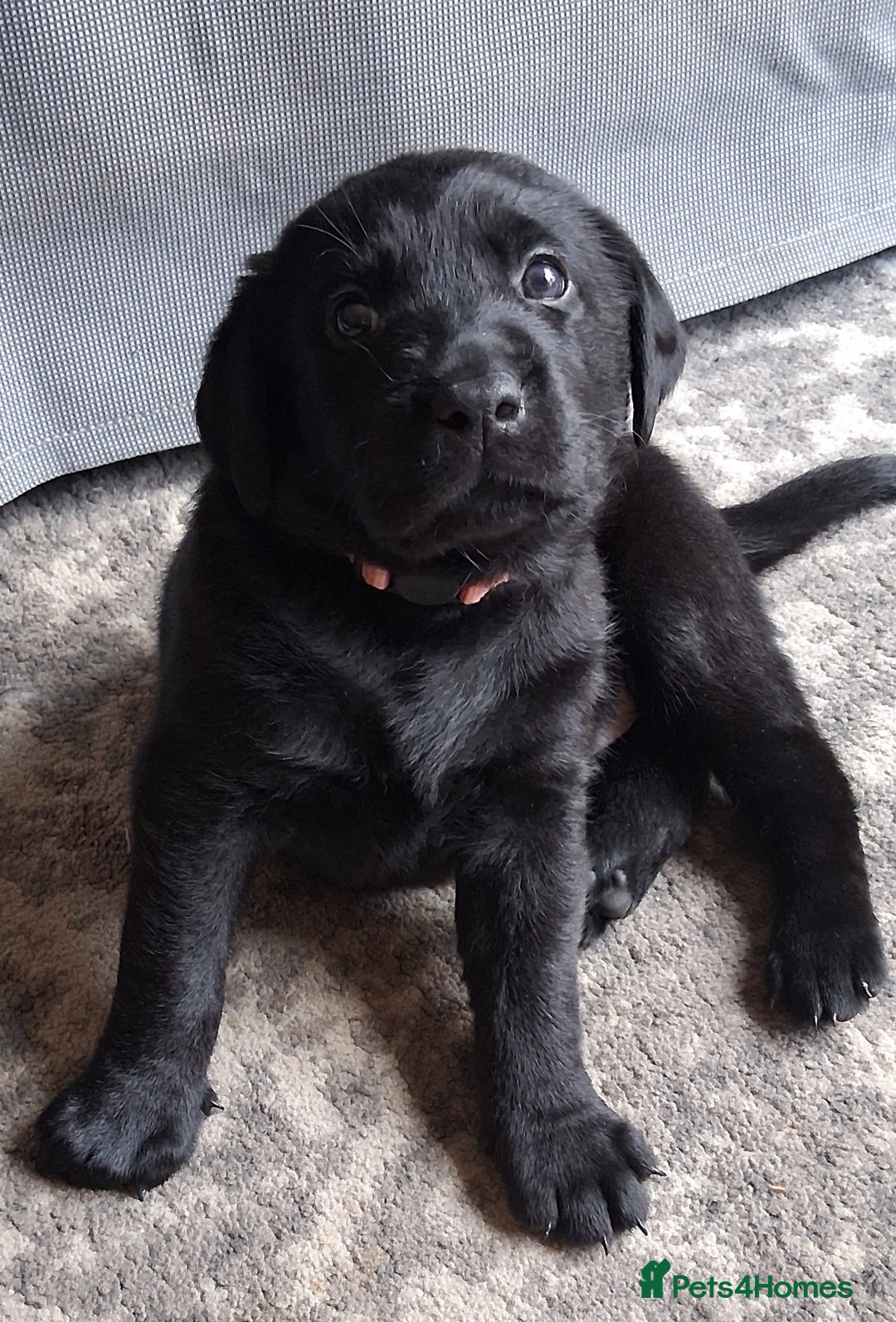 Labrador Retriever dogs for sale: Beautiful black Labrador puppies  - Image 7