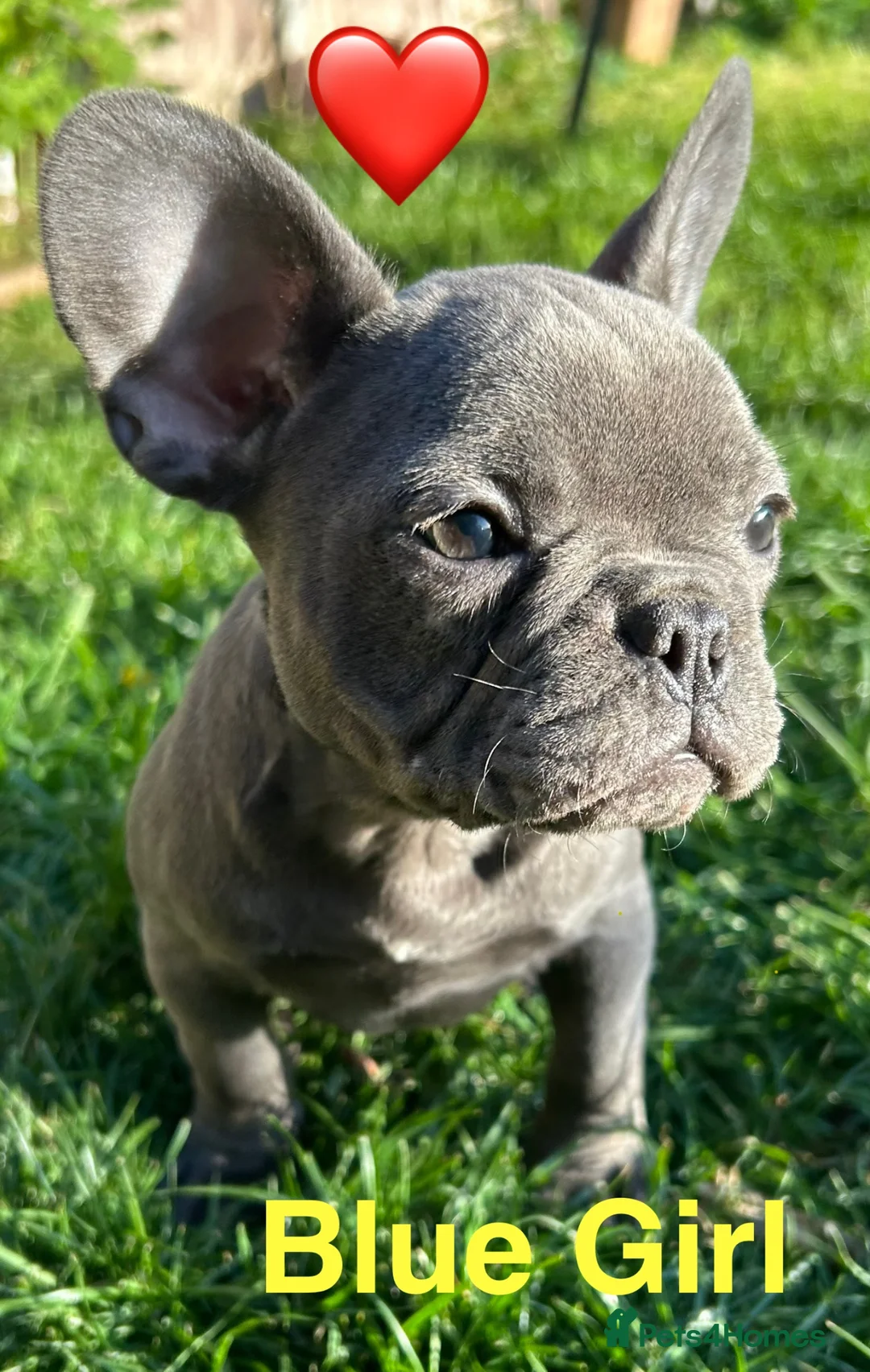 French Bulldog dogs for sale: French Bulldog puppies - Advert 7