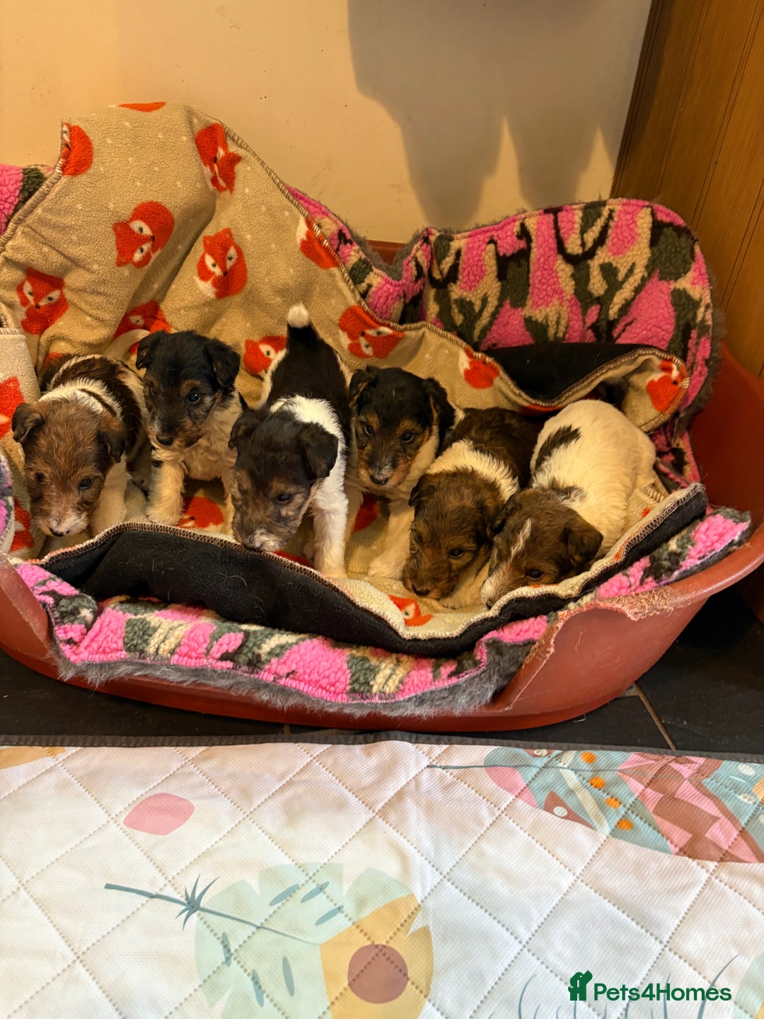 Fox Terrier dogs for sale: ⭐️ Licensed Breeder ⭐️ KC Wire Fox Terrier pups  - Advert 4