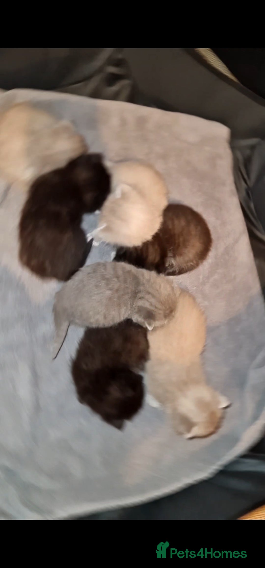 Ragdoll cats for sale: Seal mitted ragdoll/lilac bsh mix - Image 25