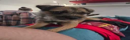 Border Terrier dogs for sale: Border terrier dog for sale in Brentwood - Advert 12