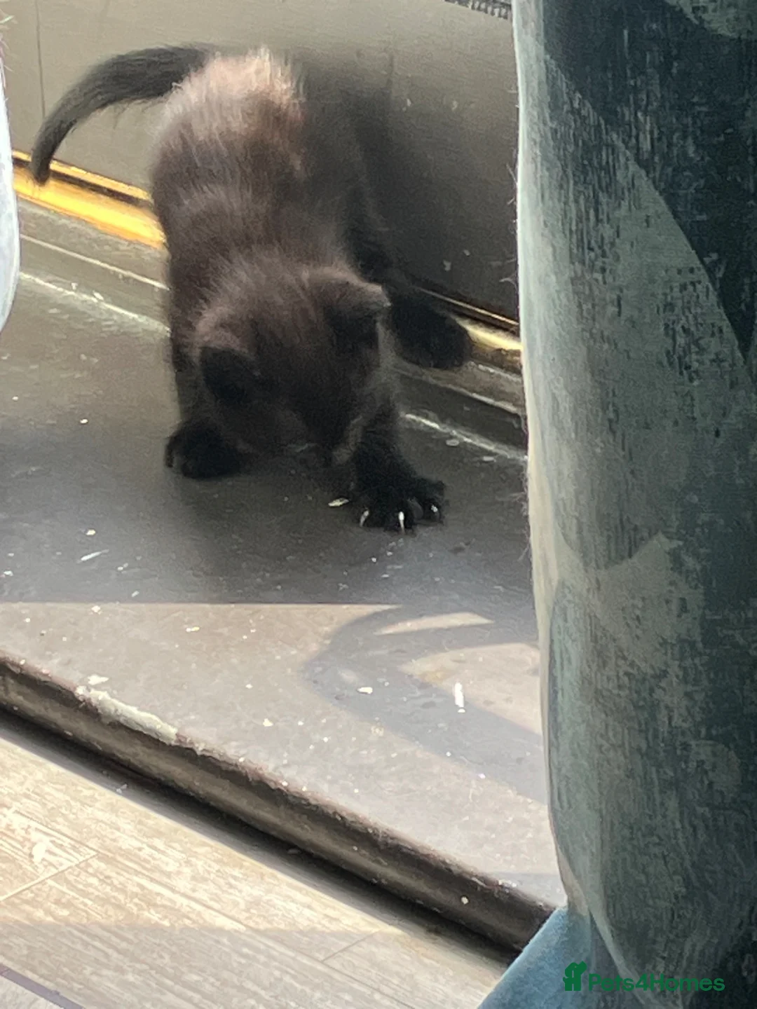 Mixed Breed cats for sale: 3 kittens  in Milton Keynes - Advert 10