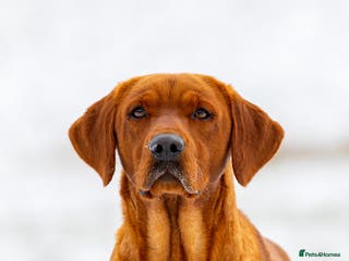 Labrador Retriever dogs HEALTH TESTED FOX RED LABRADOR (OFTW X FTCH) in Grantham - Advert 17