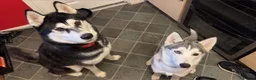 Siberian Husky dogs for sale: Siberian husky puppies  - Advert 6