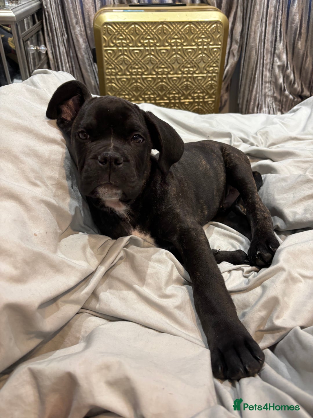 Mixed Breed dogs for sale: cano corso cross lilac british bulldog - Image 4