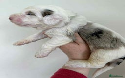 Sheepadoodle dogs for sale: unique sheepadoodles due - Image 18