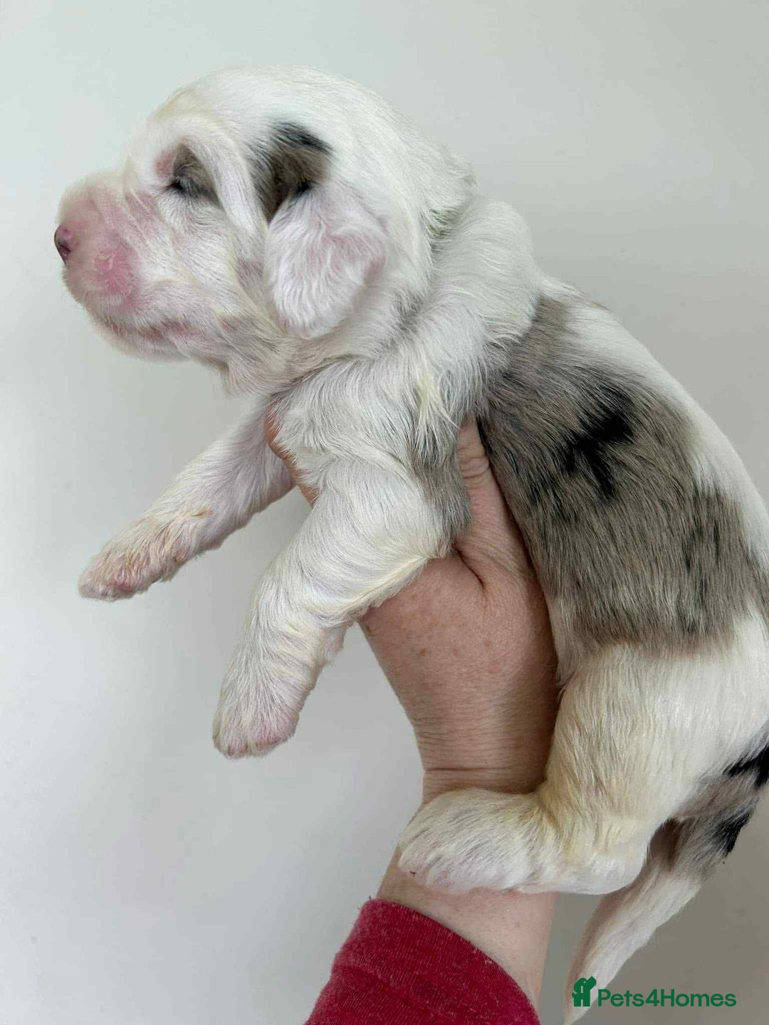 Sheepadoodle dogs for sale: unique sheepadoodles due - Image 18