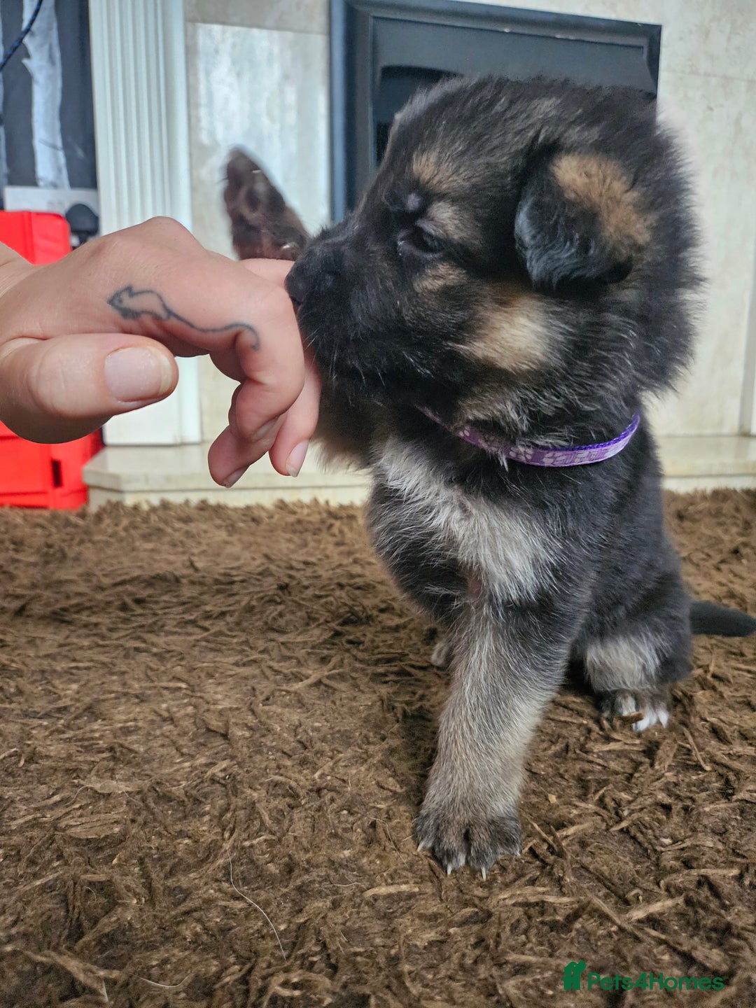 German Shepherd dogs for sale: 8 Beautiful fluffy German Shepherd pups  - Image 5