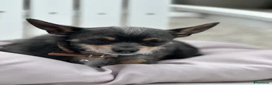 Chihuahua 1