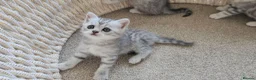 British Shorthair cats for sale: 🏆 Silver British Shorthairs pedigree 🏆  - Advert 10