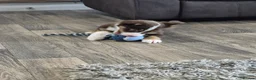 Border Collie dogs for sale: Male border collie last one left in Immingham - Advert 7