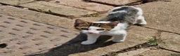 Mixed Breed cats for sale: Ready now Beautiful tabby kitties - Advert 3