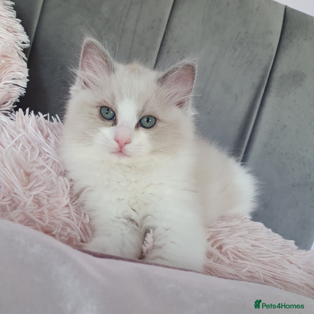 Ragdoll cats for sale: Reduced RARE Brown/mink Green-eyed Ragdoll kittens - Image 22