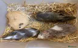 Guinea Pig rodents for sale: Baby Male Guinea Pigs - Image 1