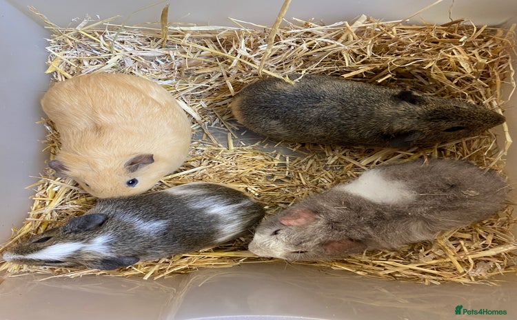 Guinea Pig rodents - Advert 5