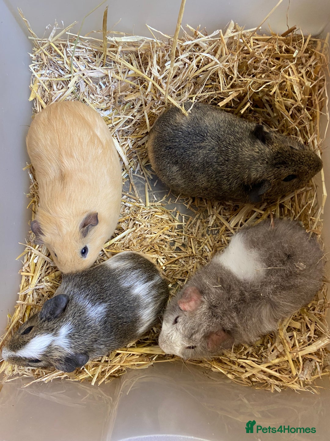 Guinea Pig rodents for sale: Baby Male Guinea Pigs - Image 1