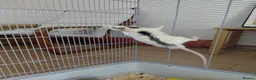 Rat rodents for sale: 2 male rats in Thetford - Advert 10