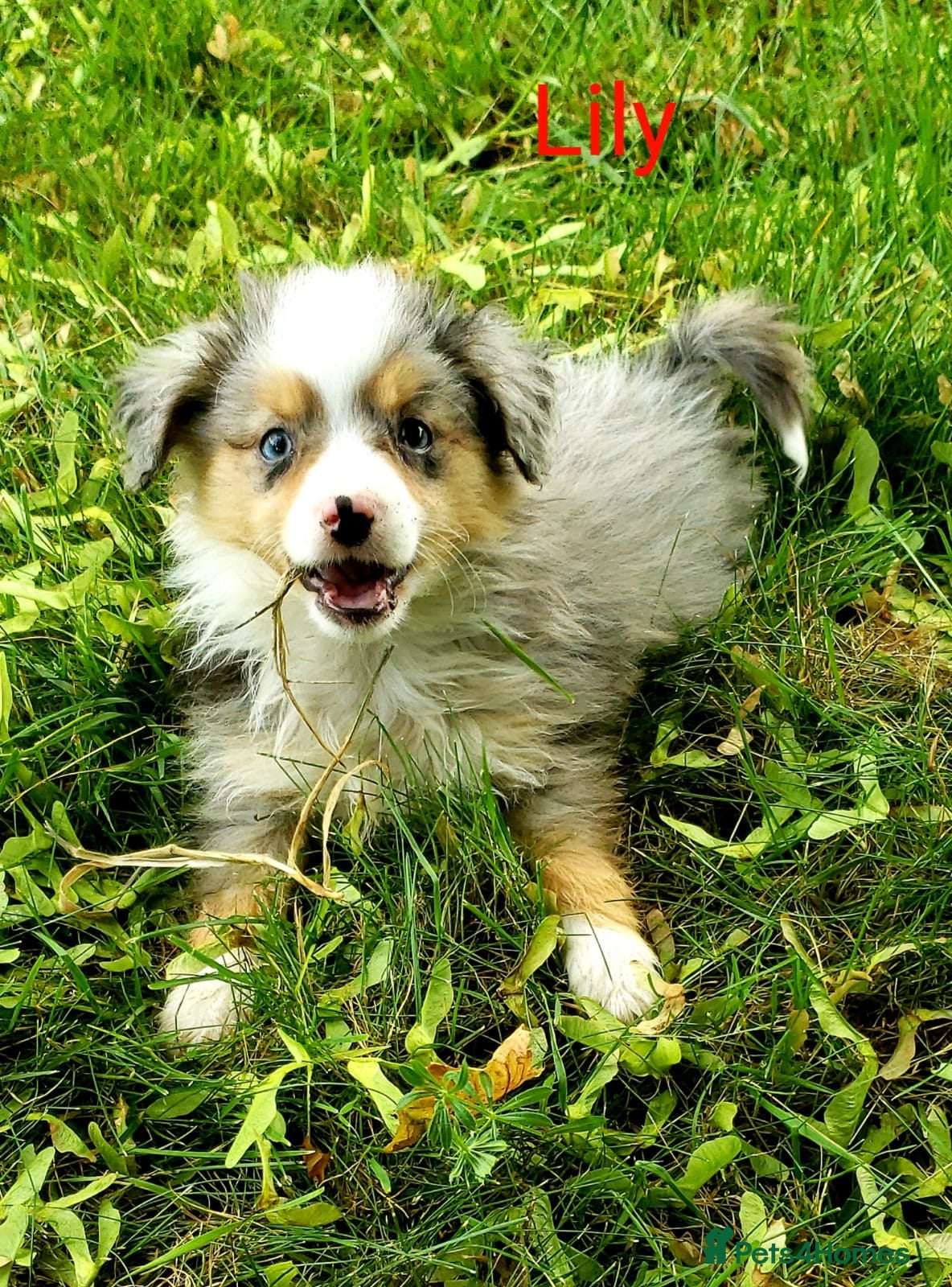 Miniature American Shepherd dogs Mini/Toy Australian Shepherd Pups Available now - Advert 1