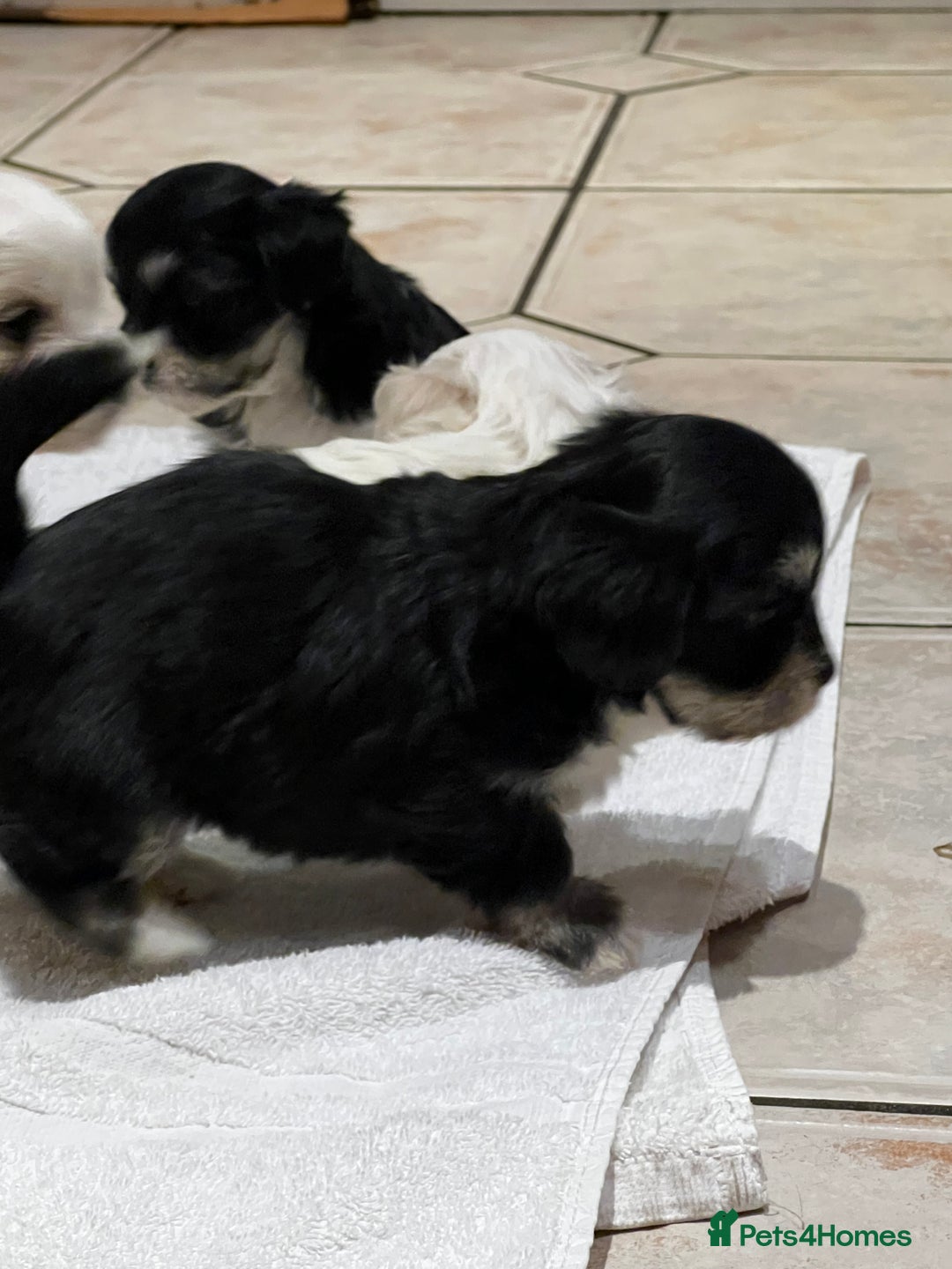 Bichon Frise dogs for sale: Bichon fries ready to go ! - Advert 9