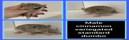 Rat rodents for sale: Adorable Baby Rats for Sale xx - Advert 38